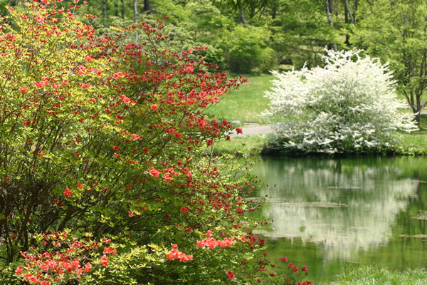 ソバの花
