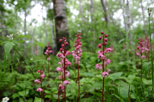 ソバの花