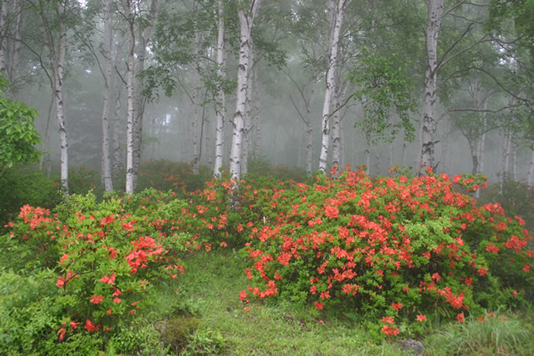 ソバの花