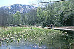 ミズバショウ