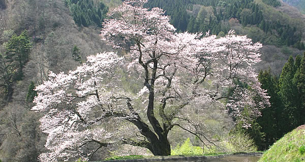 長野県の桜開花情報