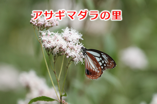 アサギマダラの里