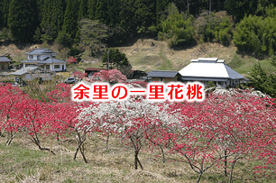 余里の一里花桃