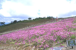 白馬(千石街道)-1